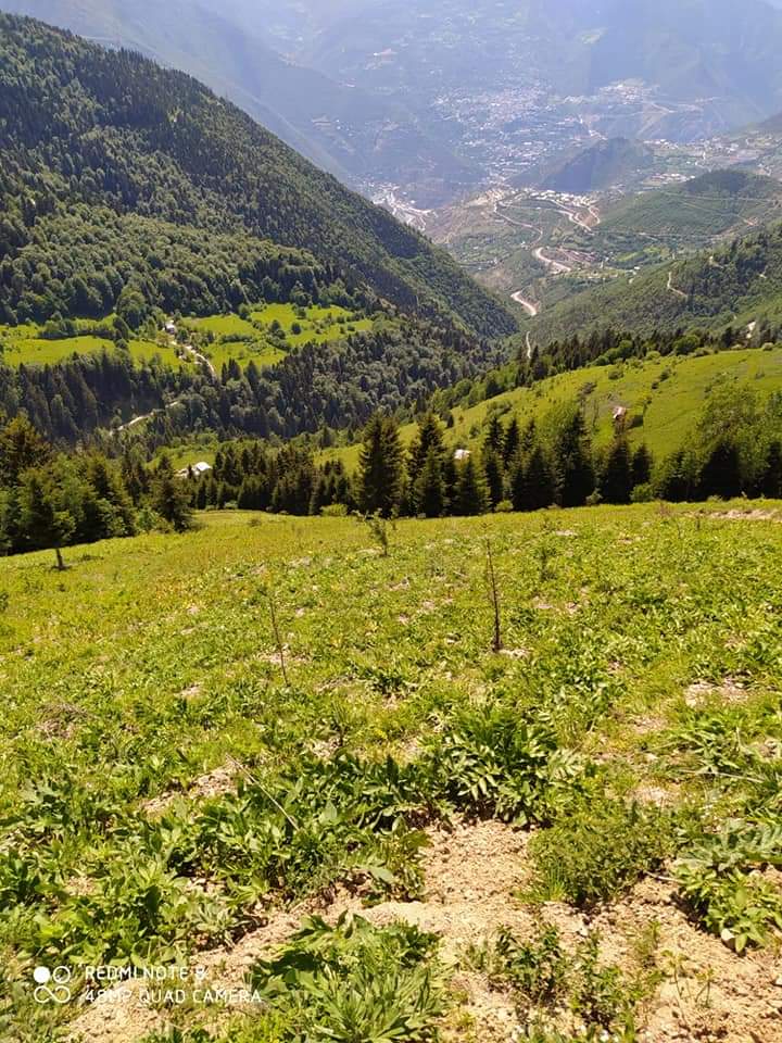 Saçinka Yaylası